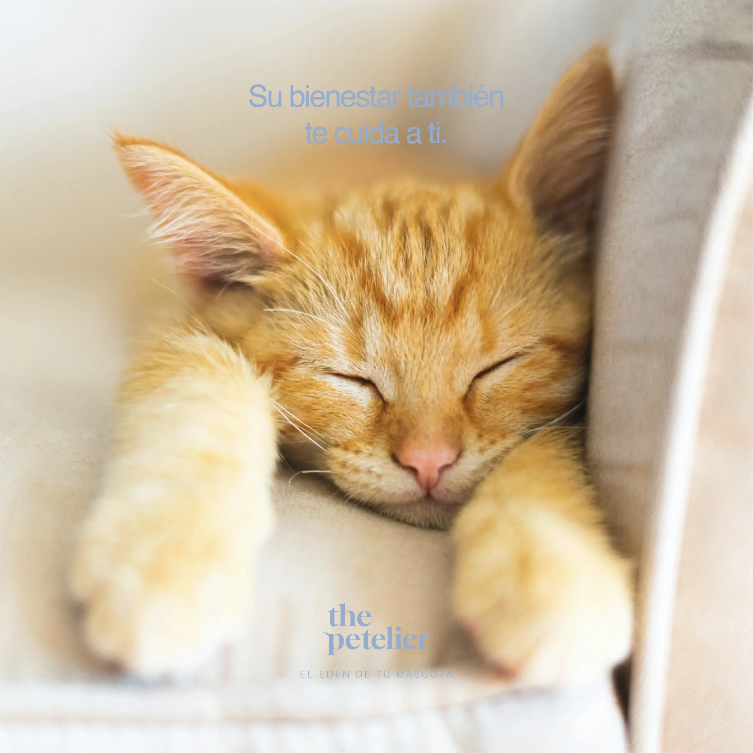 Poster de gato The Petelier